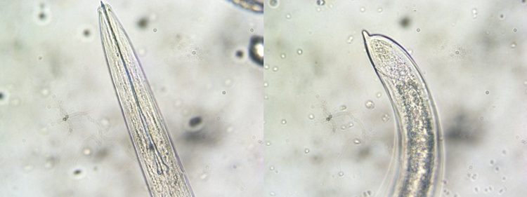 Micrografia di Xiphinema index al microscopio ottico